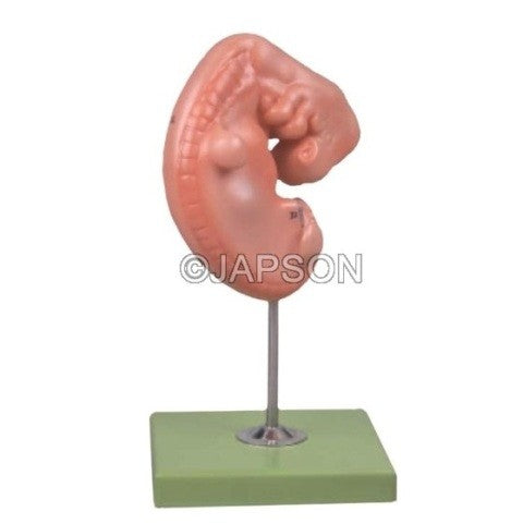 Embryo Model Embryo Model